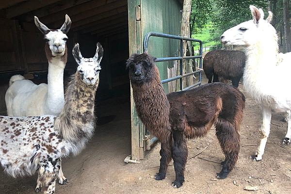 alpacas and llamas looking at camera