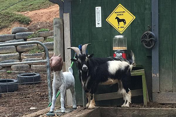 goat with horns looking towards camera