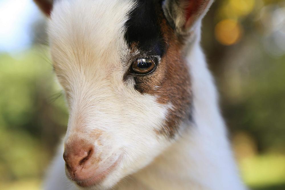 Featured Image- goat