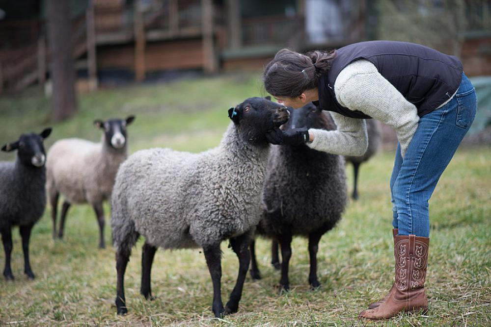 Featured image - woman kissing a black sheep 