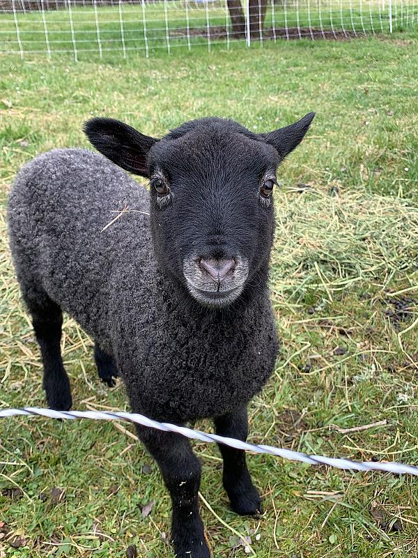 black fuzzy lamb