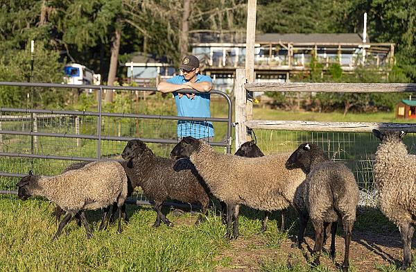 man looking over the fence at black sheep