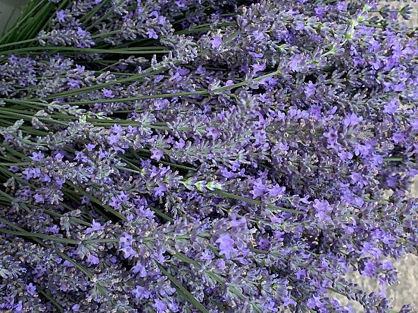 lavendar flowers