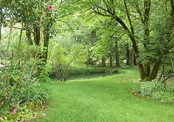 a pond and grass and trees