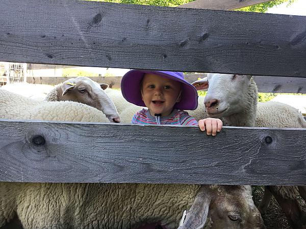girl holding on to paddock railing with sheep all around her