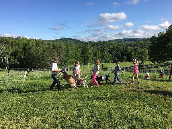 people walking across pasture led by  farmer with goats jumping up