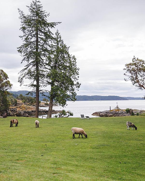 Pebble Cove Farm - Inn and Animal Sanctuary