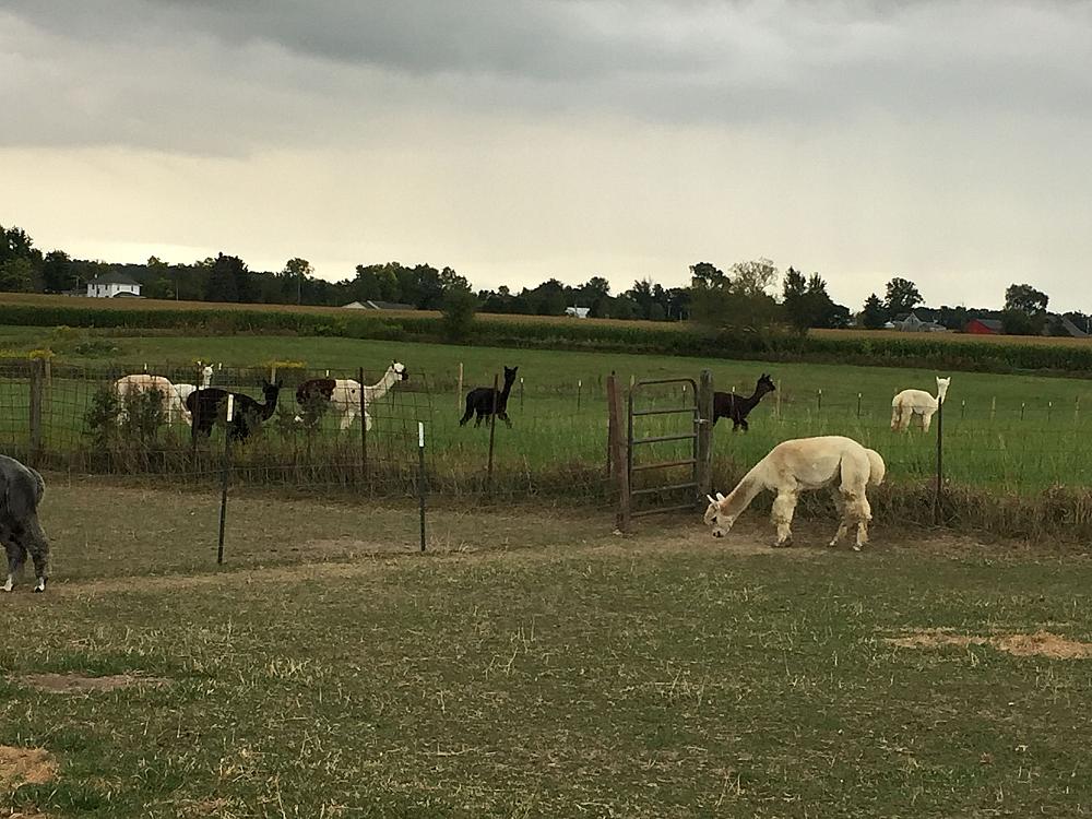 Featured Image - alpacas in two pastures