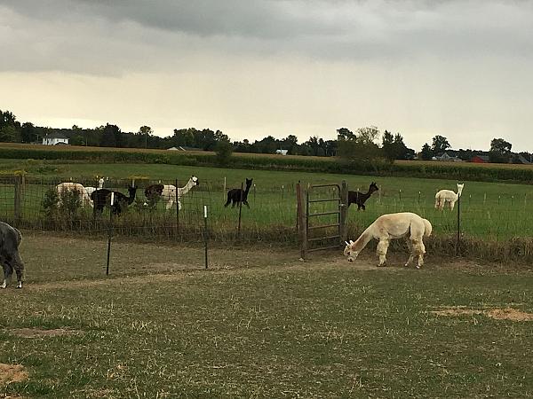 Heavenly Acres Farm and Learning Center