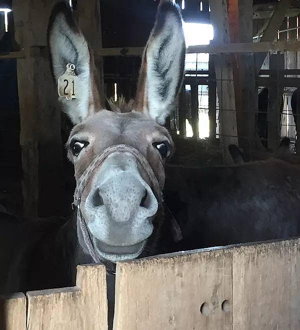 donkey looking over gate
