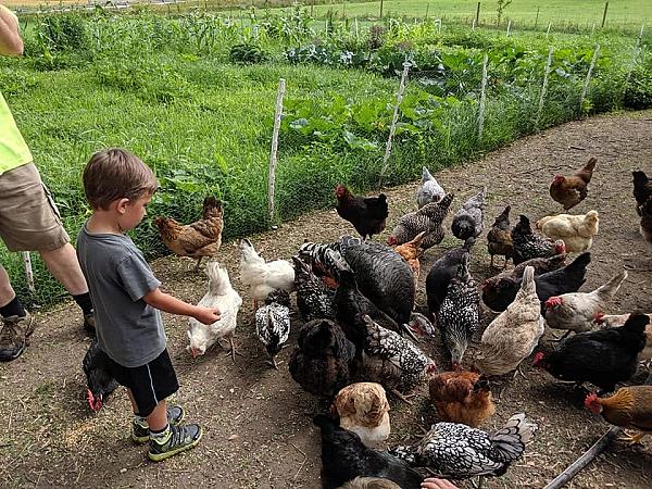 boy feeding chickens