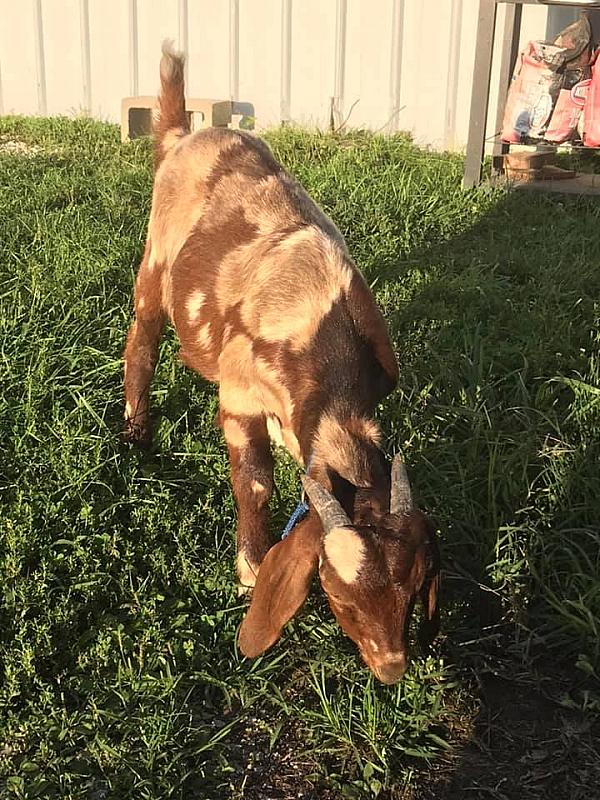 goat eating grass
