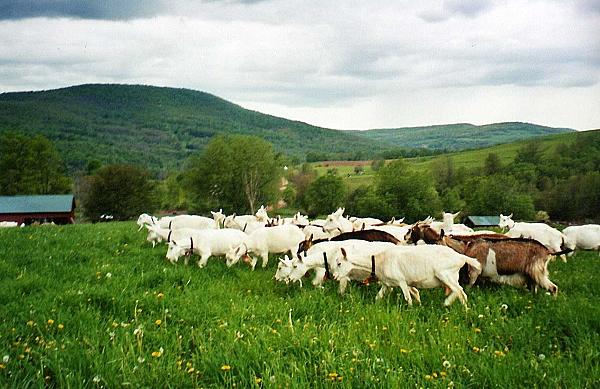A herd of goats grazing