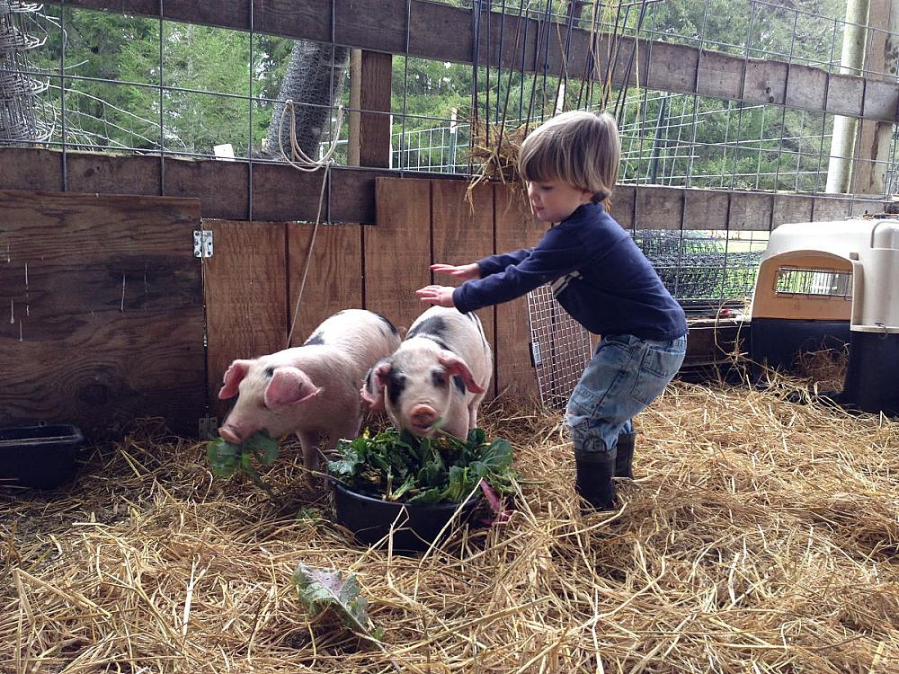 Featured Image - young child petting a small pig in a stall