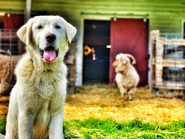 white guardian dog looking at camera with sheep in background