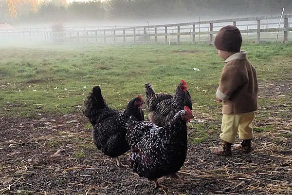 young child looking at three hens
