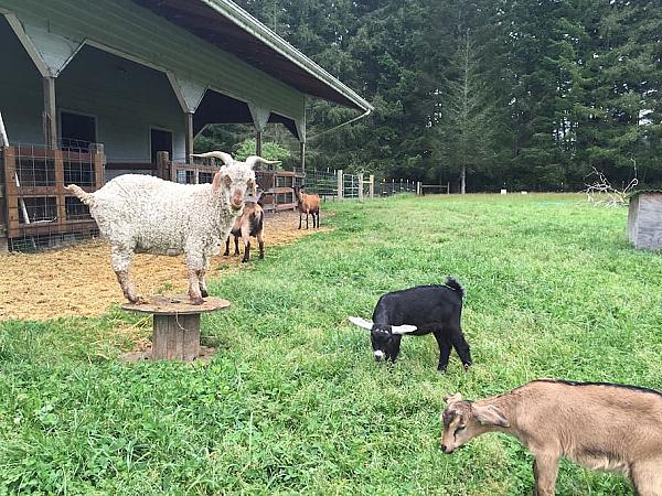 goats in pasture with one standing on a wooden spool table