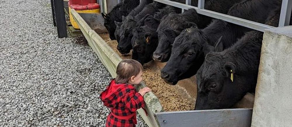 Featured Image- A child watching cattle eat from a trough 