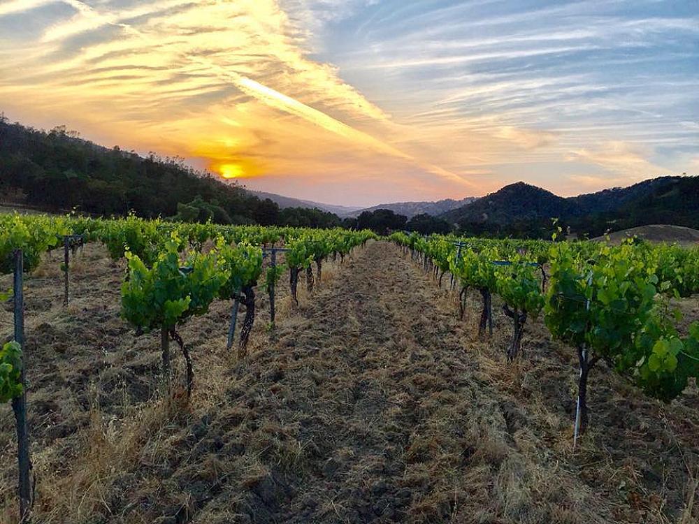 Featured Image- vineyard at sunset with mountains in the background
