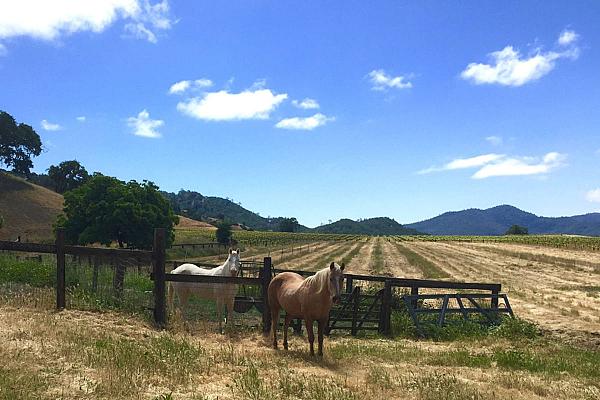 horses in a field with mountains in the background