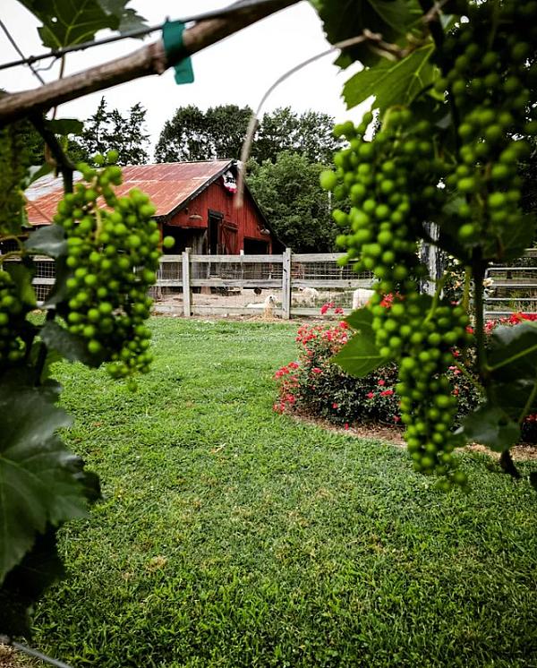 View through the grapes hanging in the vineyard looking at the barn.