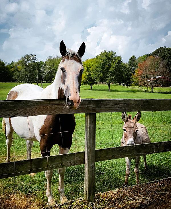 Horse with mini donkey in the pasture