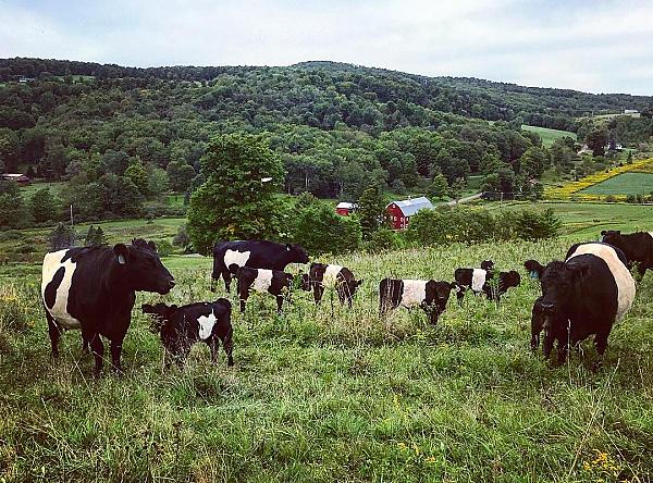 Cattle in a pasture