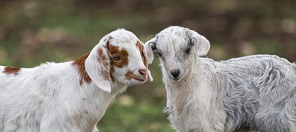 Scurlock Farms, Georgetown, TX | FarmStay USA