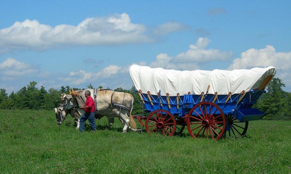 Featured Image- oxen, led by a human are pulling a covered wagon through a field. 