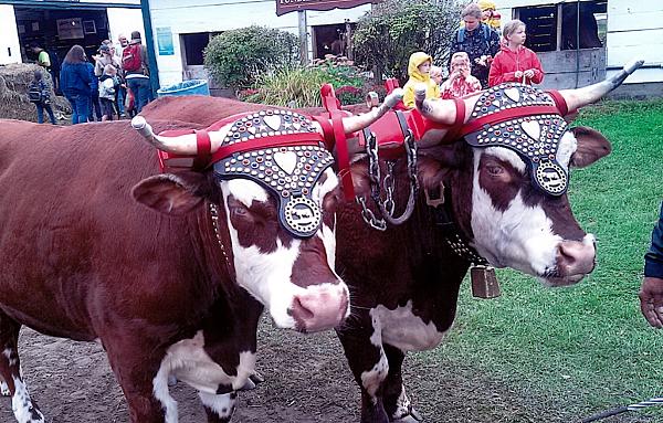 oxen with decorative headgear