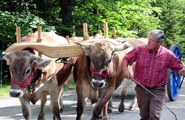 oxen pulling a cart with a man guiding