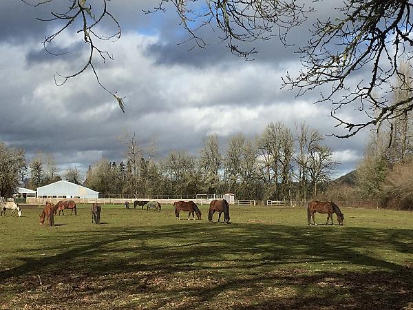 Pasture full of horses at Territorial Farm Stay, Junction City OR 