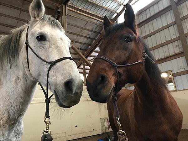 Two horses with halters touching noses