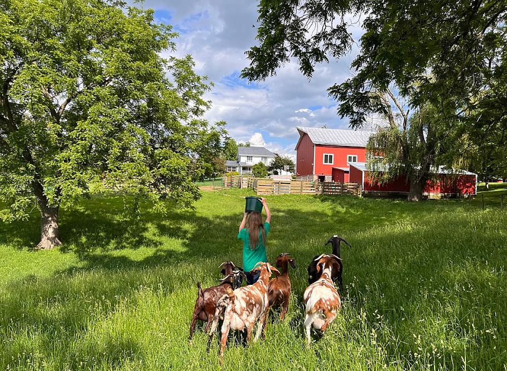 Featured Image- Goats following a person through the pasture to the barn