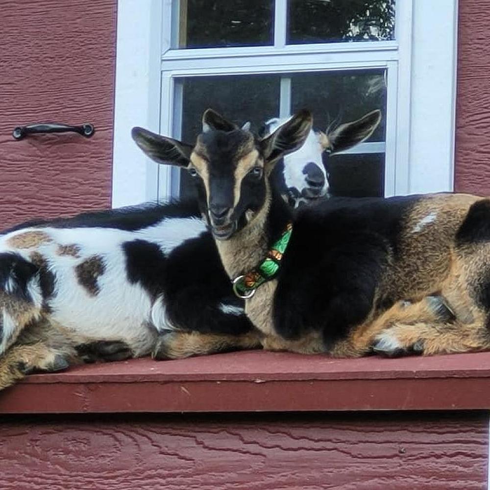 Featured Image - two goats lying on a bench