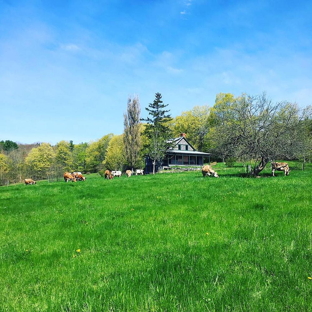 Featured Image- Farmhouse with farm animals grazing in the pasture