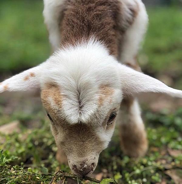 Goat at White Oak Pastures, Bluffton, Georgia 