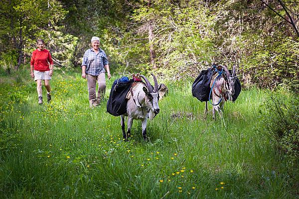 People hiking with goats at Willow Witt Ranch Ashland OR 