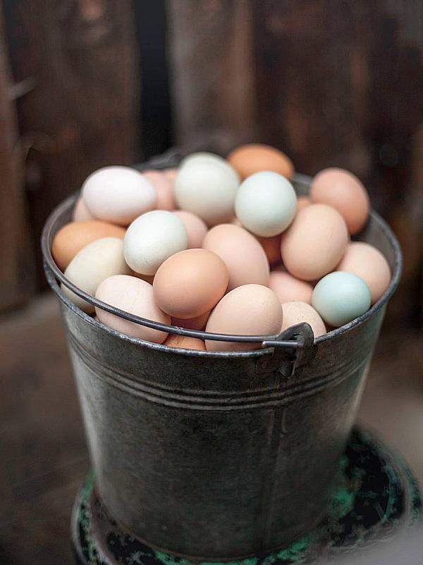 Farm fresh eggs in a metal bucket at the ranch.