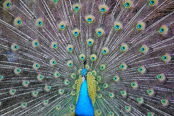 Peacock at Willet Ponds Farm LLC, Todd, North Carolina 