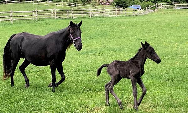 Horses in a pasture 