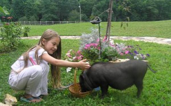 Child and farm animal in the garden