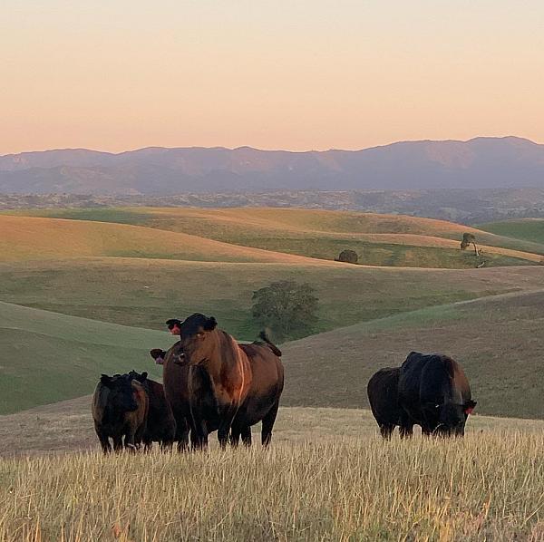 Featured Image - cows in front of rolling hills
