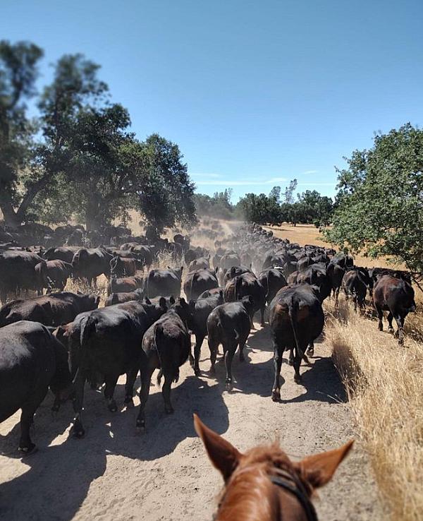 following a herd of cows on horseback
