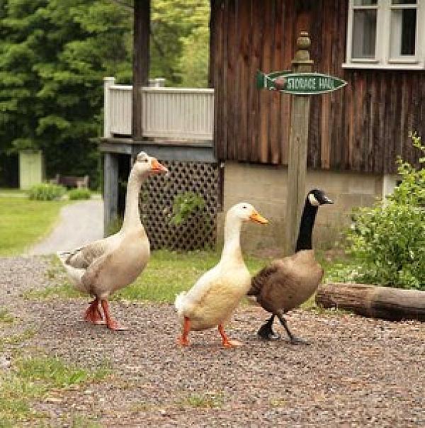 Ducks walking past the house