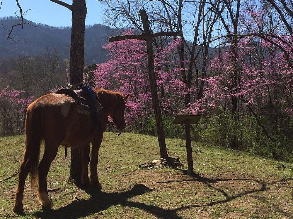 Featured Image- saddled horse standing in a pasture with trees in blossom