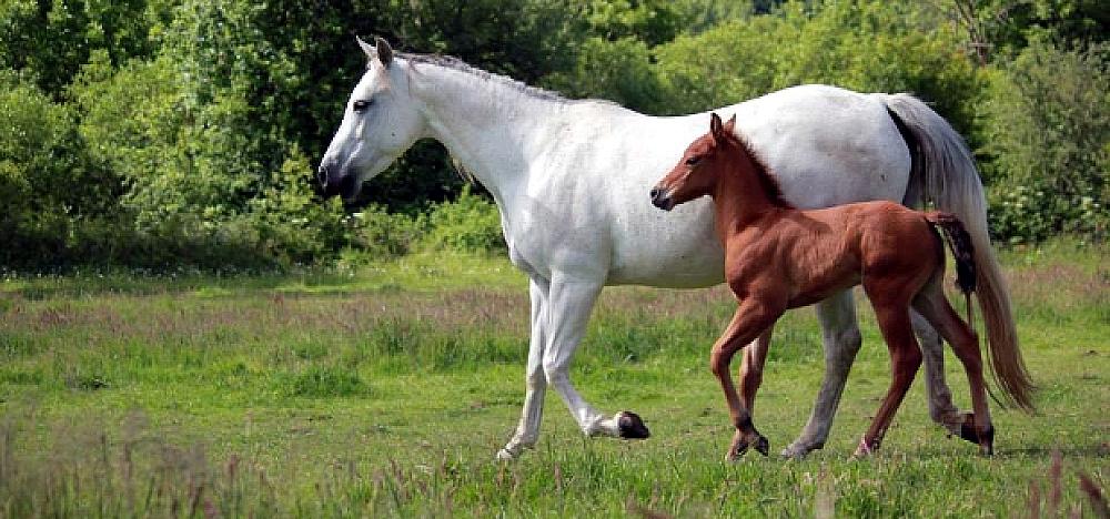 Featured Image - white mare with her chestnut foal trotting through a green pasture