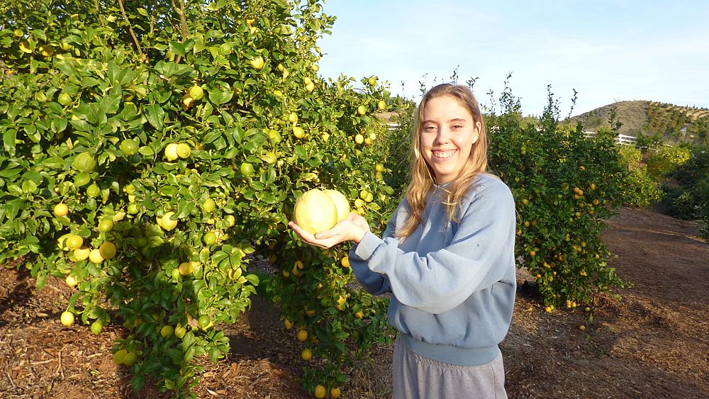 A person showing a gigantic lemon growing on a tree at Zava Ranch