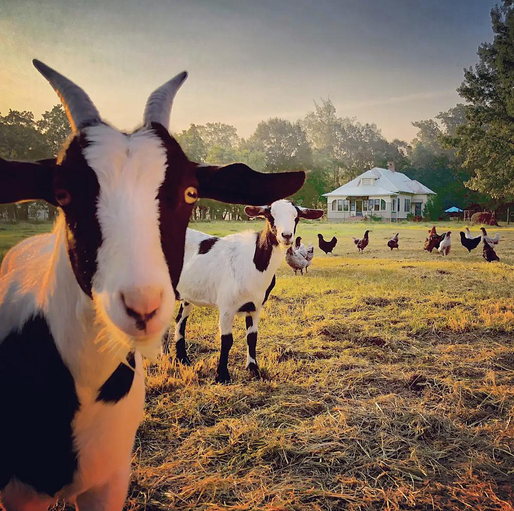 Featured Image - goats looking at camera with farm house in the background