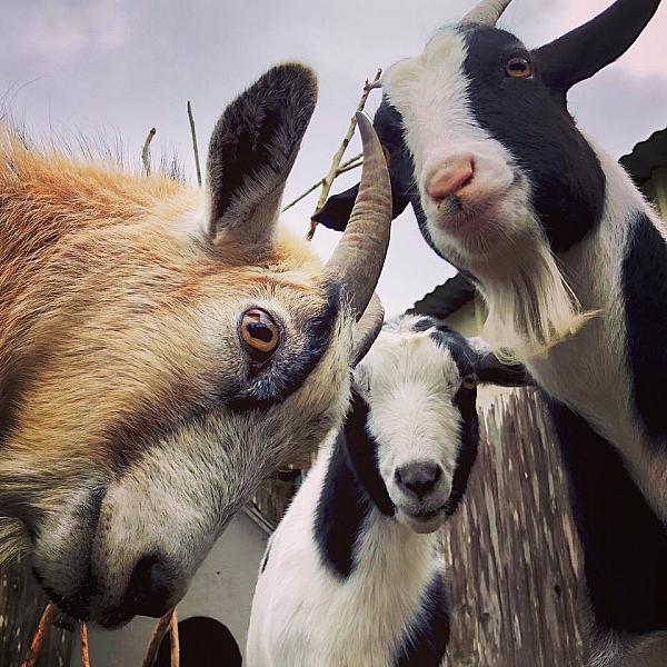 goats looking down at camera